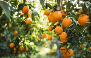 Cómo comprar el árbol frutal adecuado para su jardín y clima