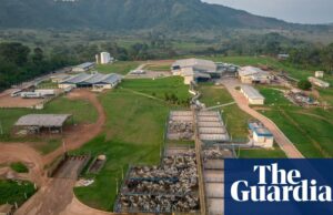 Los grupos verdes denuncian el plan para enumerar la compañía de carne de carne más grande del mundo en NYSE | Noticias de EE. UU.