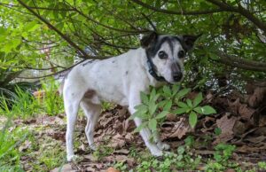 Las vidas gemelas de un vecindario de Louisiana Spark Interest | Entretenimiento/vida