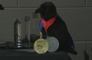 El equipo de robótica de la novato Marquette se dirige a la competencia mundial