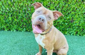 Perro en adopción en el cuidado y control de animales del condado de Palm Beach.