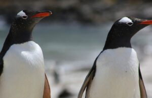 El zoológico de Detroit celebra el Día Mundial del Pingüino con el trabajo de conservación