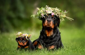 La bonanza de mariposa primavera de Rottweiler es la imagen de la felicidad