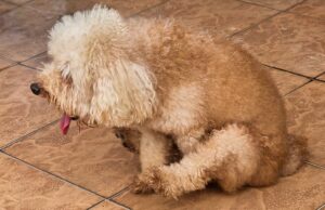 Trainer comparte 4 razones simples por las cuales su perro se está rasgando