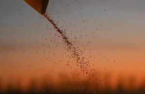 Los precios mundiales de los alimentos estables en marzo, la FAO de la ONU dice