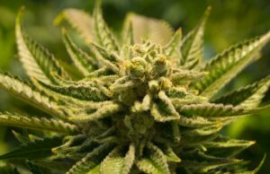 Explorar cómo el cannabis medicinal puede aliviar los síntomas del estrés