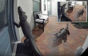 Dos caimanes en la puerta principal de la casa de Florida