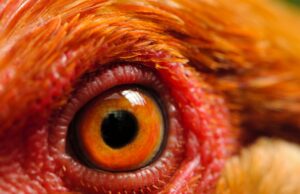 ¿Cómo se ve realmente la crueldad animal?