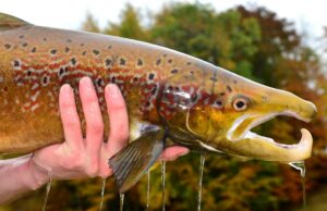 Una droga que trata las convulsiones y la ansiedad se está filtrando al medio ambiente y afectando a los peces.
