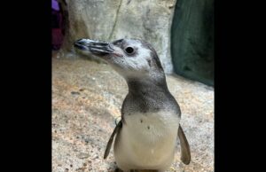 El pingüino más popular del mundo vive en Michigan