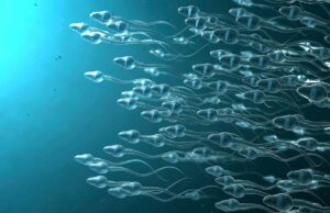 Carreras de esperma: la última creación de los millonarios estadounidenses | Estilo de vida