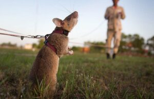 Rata de rata de mina terrestre Guinness récord mundial