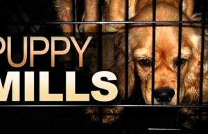 Humane World for Animals expone 12 fábricas de cachorros de Iowa en un informe reciente