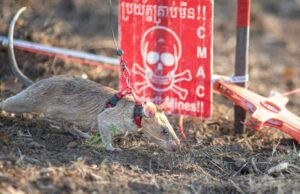 RAT llamada Ronin rompe el récord mundial por oler minas terrestres en tiempos de guerra en Camboya