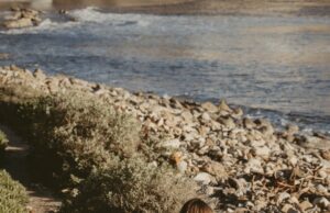 Cómo obtener olas playeras en 7 minutos plano