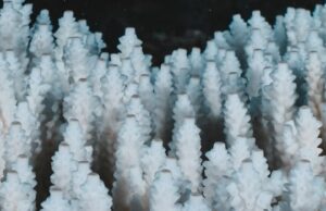 La mayoría de los coloridos corales del mundo se vuelven blancos en blanqueo récord