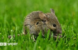 MLS: Mouse deja de jugar en el juego de Vancouver Whitecaps v Austin
