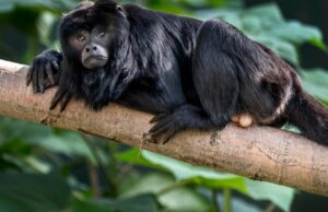 Los monos son “mejores yodellers” del mundo que llegan a octavas 3 veces más altas que los humanos, dice el estudio