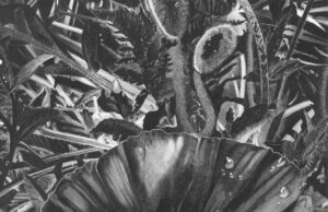 Las flores de otro mundo emergen de la oscuridad en los meticulosos dibujos de grafito de Clara Lacy – Colossal