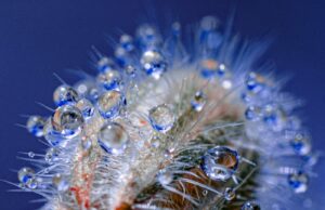 Gotas de agua se aferran a las espinas de plantas fluorescentes en las atractivas fotos de Tom Leighton – Colosal