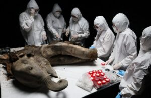 La disección de Baby Mammoth de 130,000 años revela un vistazo al mundo perdido: Sciencealert