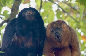 Los monos son los mejores Yodelers del mundo, el análisis de 'Voice Breaks'