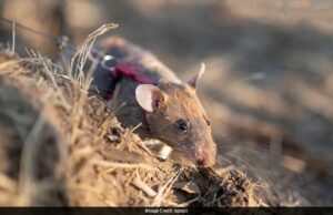 Conoce a Ronin, la rata de mina terrestre que ha establecido un récord mundial único