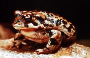 Por qué Orwell instó a sus lectores a celebrar la primavera, se condenan los cínicos.