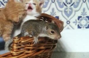 La búsqueda de un hombre para salvar a una ardilla huérfana, como Narrada por David Attenborough