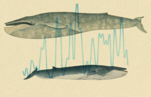 ¿Qué 'la ballena más solitaria del mundo' puede decirnos sobre el cambio climático?