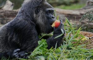Fatou, el gorila más antiguo del mundo de un zoológico, celebra su 68 cumpleaños en Berlín
